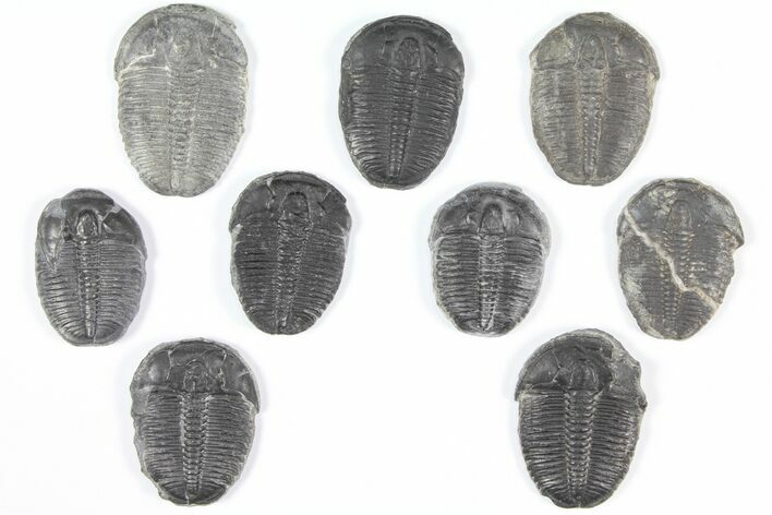 Lot: Elrathia Trilobites - Pieces #92095